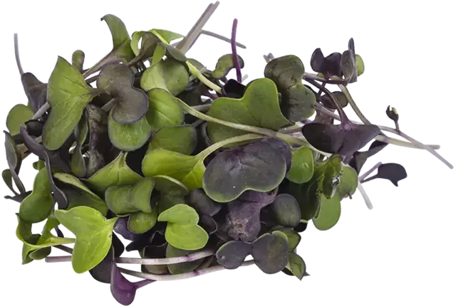Sango cress 50gr stuk